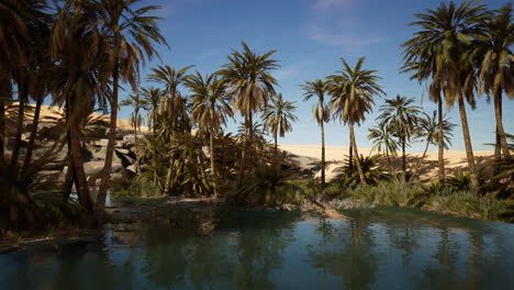 Teich-Und-Palmen-In-Einer-Wüstenoase